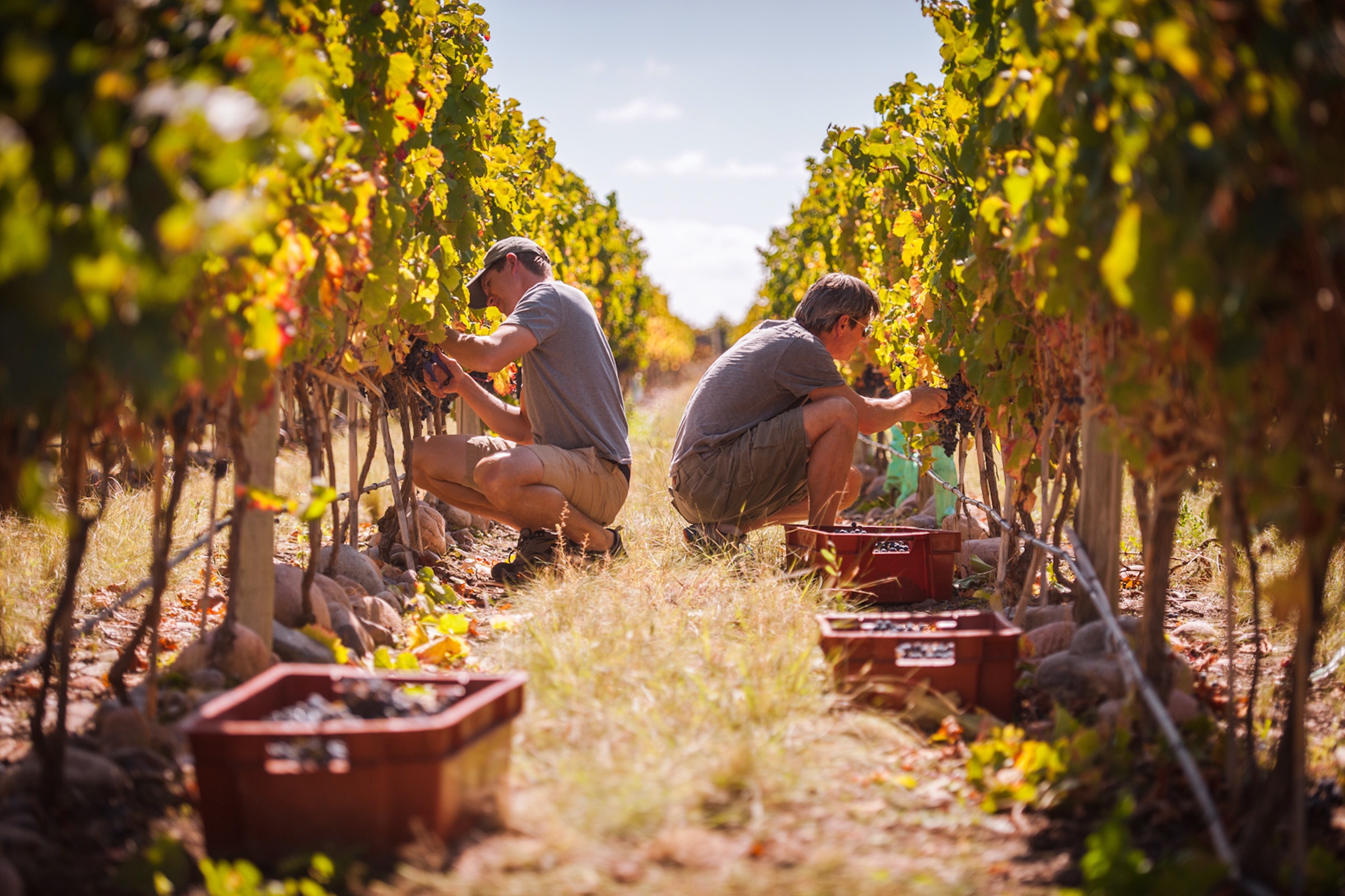Emerging Wine Regions: Africa and Latin America's X.H Emerging Wine Regions: Africa and Latin America's - X.H