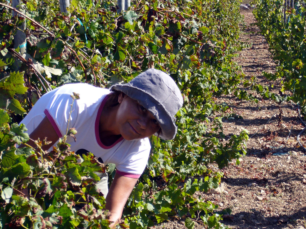Emerging Wine Regions 26